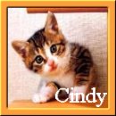 Cindy is a Cat