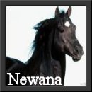 Newana is a Horse