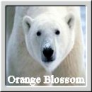 Orange Blossom is a Polar Bear